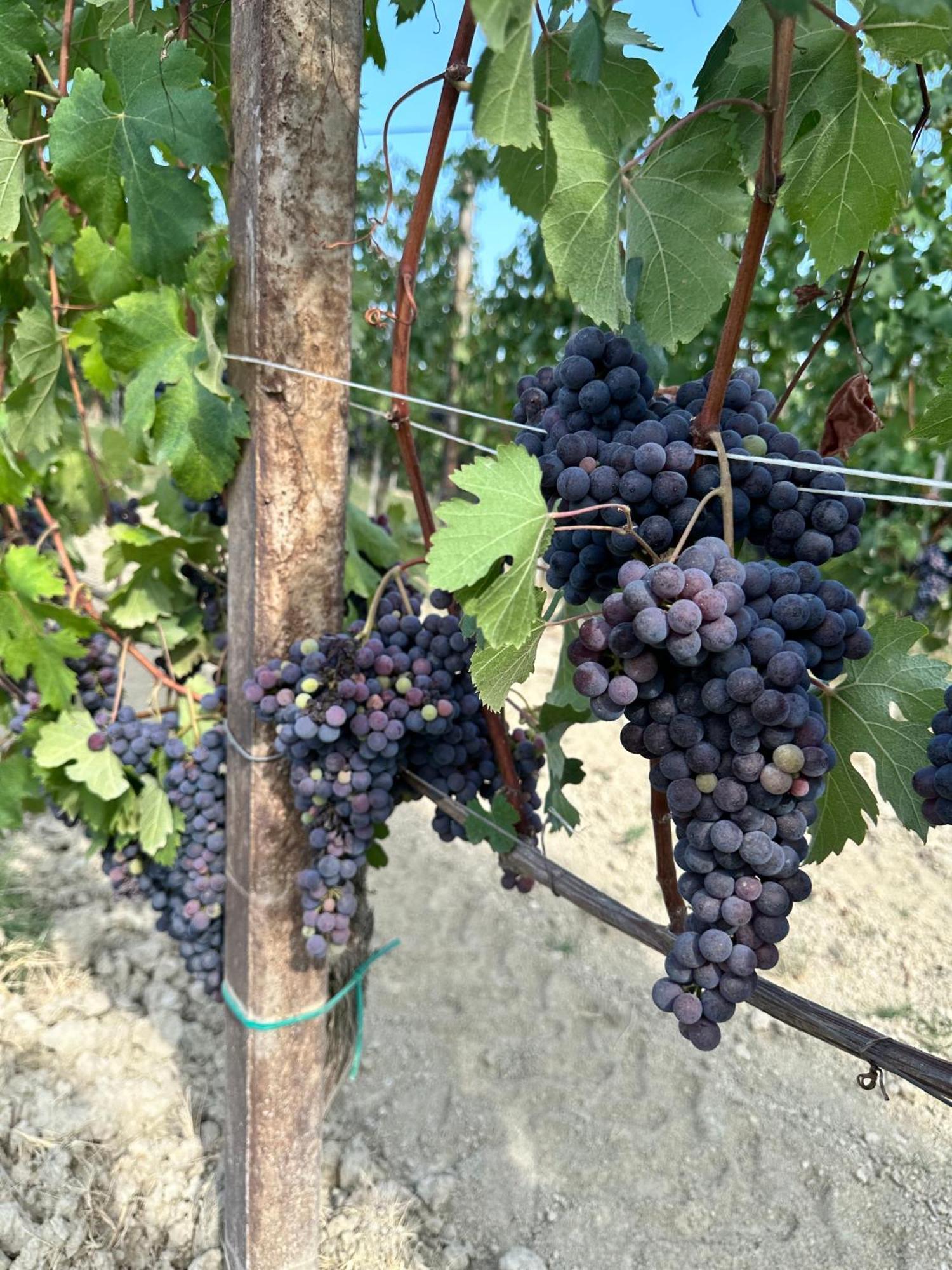 Willa Just Langhe Casa Barolo Novello Zewnętrze zdjęcie